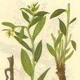 紫草科