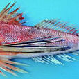 日本角魚 日本角魚