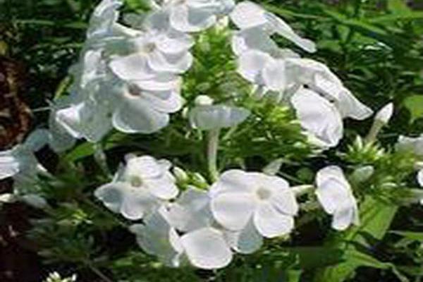 Phlox paniculata \x27David\x27 Phlox paniculata \x27David\x27