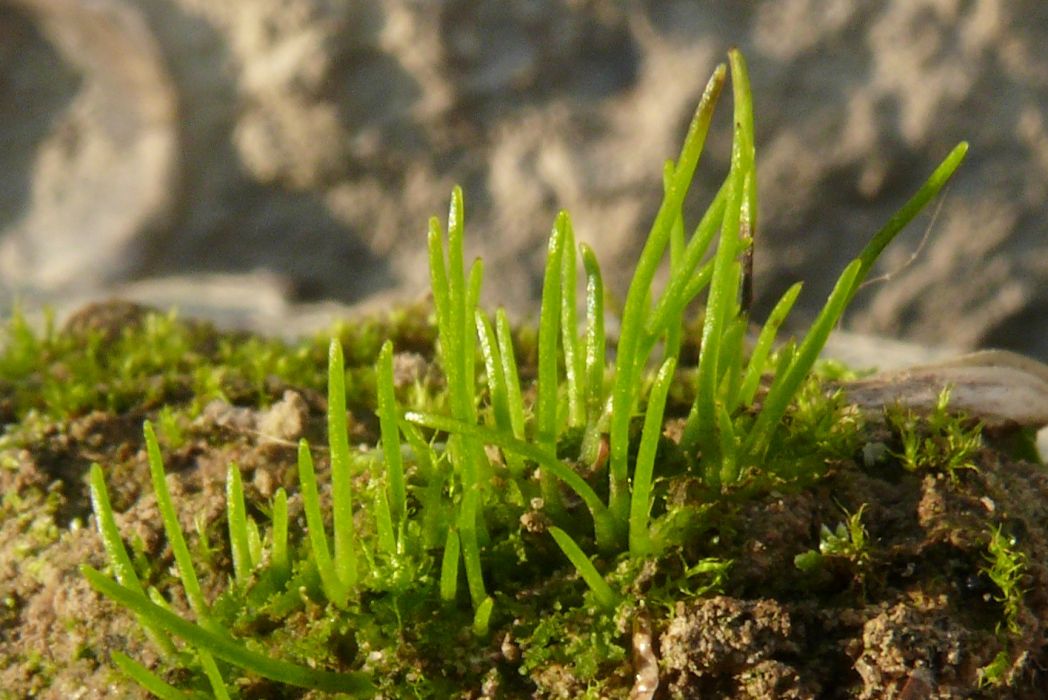 角苔門 角苔門
