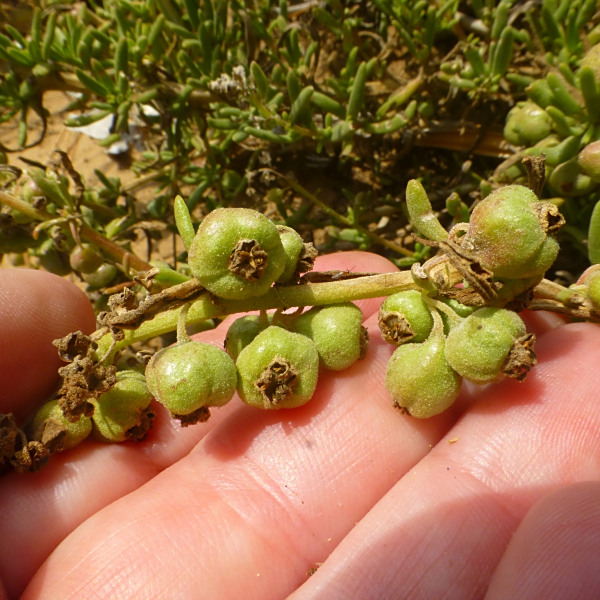 Tetragonia saligna