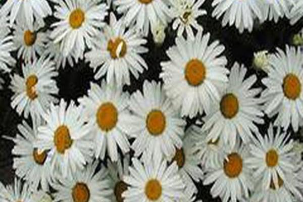 Leucanthemum × superbum \x27Silberprinzesschen\x27 LITTLE PRINCESS Leucanthemum × superbum \x27Silberprinzesschen\x27 LITTLE PRINCESS