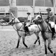 2012第三屆中國（上海）國際馬業展覽會