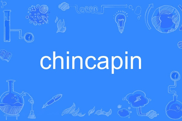 chincapin chincapin
