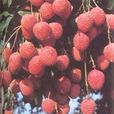 圓枝荔枝(圓枝) 圓枝荔枝(圓枝)