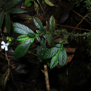 Cremosperma congruens