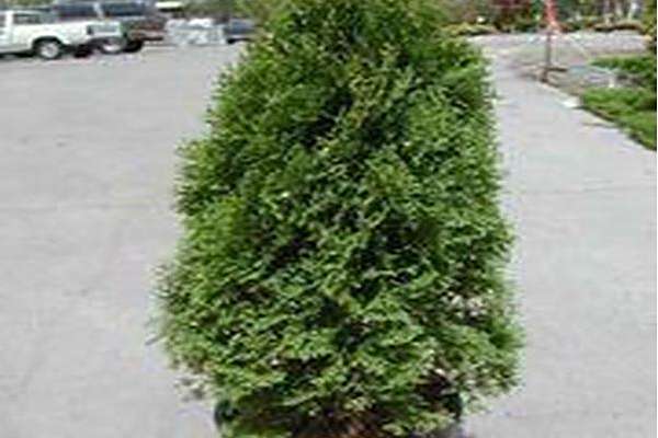 Thuja occidentalis \x27Holmstrup\x27