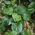 假蒟(胡椒目胡椒科植物)