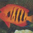 橘色刺尻魚(麒麟神仙) 橘色刺尻魚(麒麟神仙)
