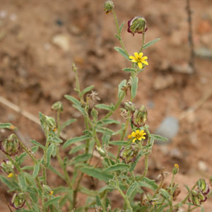 Osteospermum breviradiatum