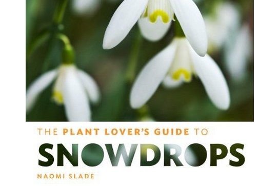 The Plant Lover\x27s Guide to Snowdrops The Plant Lover\x27s Guide to Snowdrops