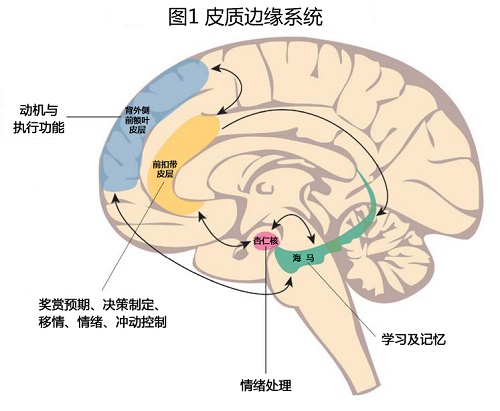 前額皮質、前扣帶回，杏仁核大致腦區定位