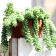 玉綴 玉綴