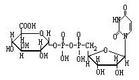 二磷酸尿苷葡糖醛酸