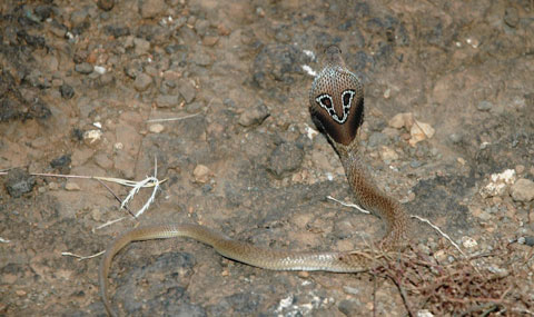 印度眼鏡蛇的眼形