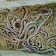 沙蟲(方格星蟲)