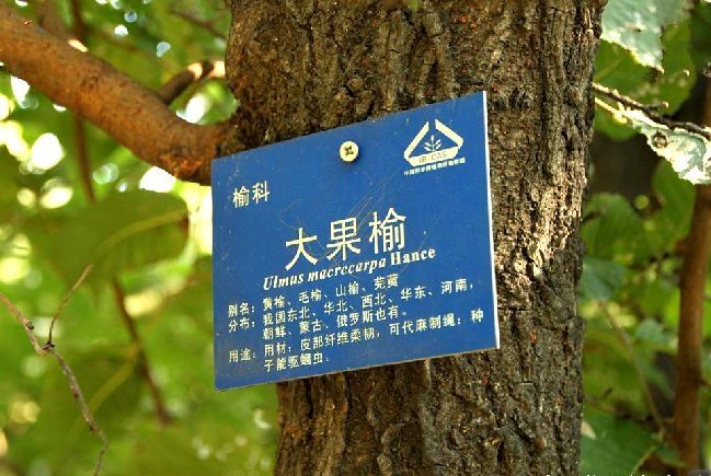 大果榆JS 大果榆JS