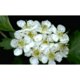 俅江薔薇 俅江薔薇