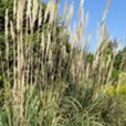 沙生蔗茅(下可) 沙生蔗茅(下可)