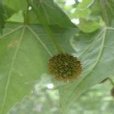岡比楊 岡比楊