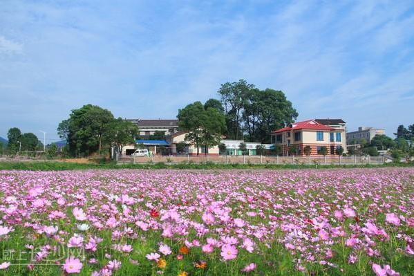茶亭花海 茶亭花海