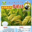 鄭稻19號 鄭稻19號