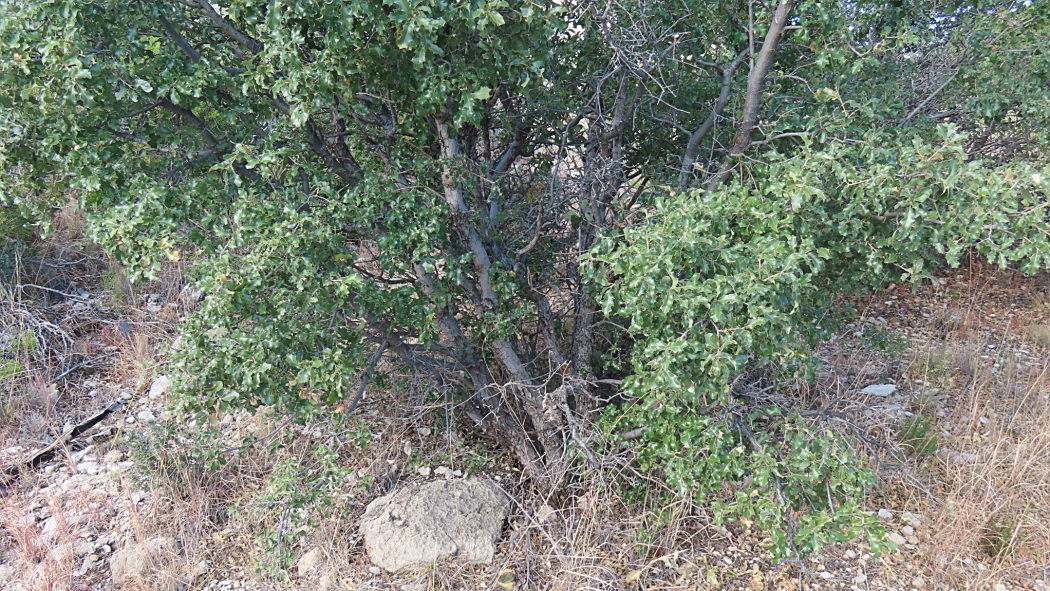 尖銳櫟