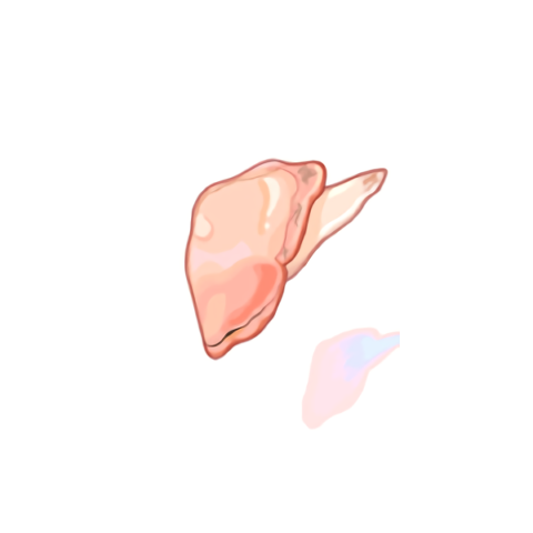 蛤蜊肉(遊戲《仙境傳說》中的158z買價1重量物品道具) 蛤蜊肉(遊戲《仙境傳說》中的158z買價1重量物品道具)