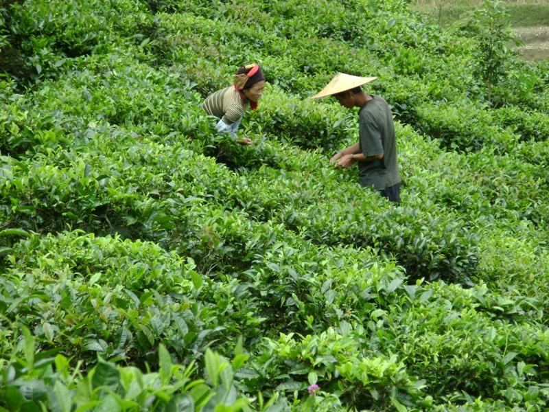 茶葉種植