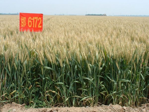 邯6172 邯6172