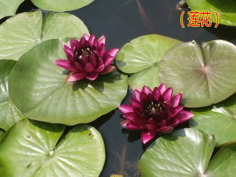 題畫蓮 題畫蓮