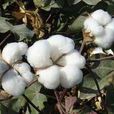 棉花價格 棉花價格