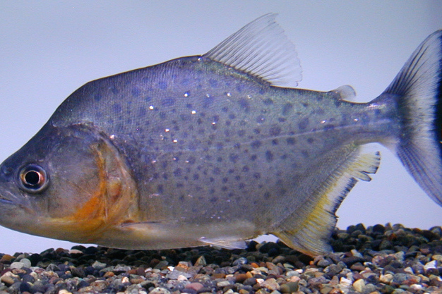 尖嘴食人魚 尖嘴食人魚
