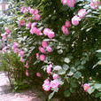鴨綠薔薇