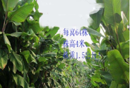芭蕉草 芭蕉草