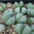 金玲(植物) 金玲(植物)