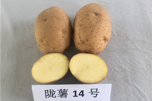 隴薯14號 隴薯14號
