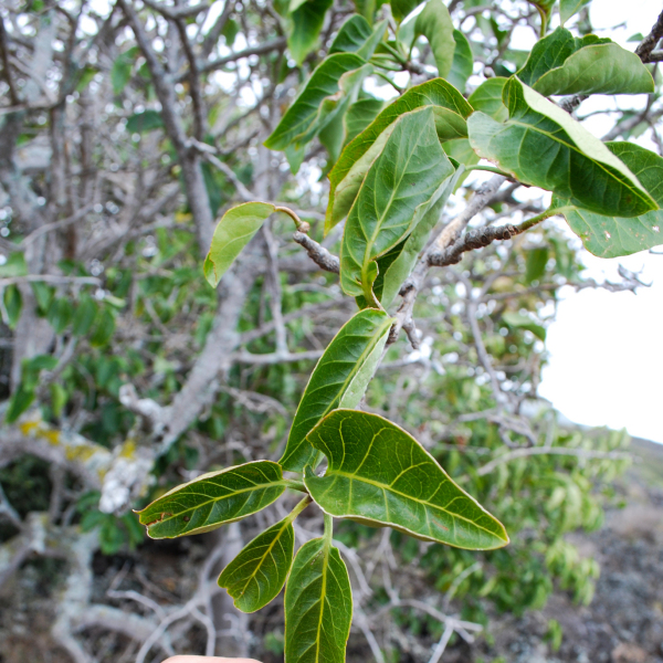 Nothocestrum latifolium
