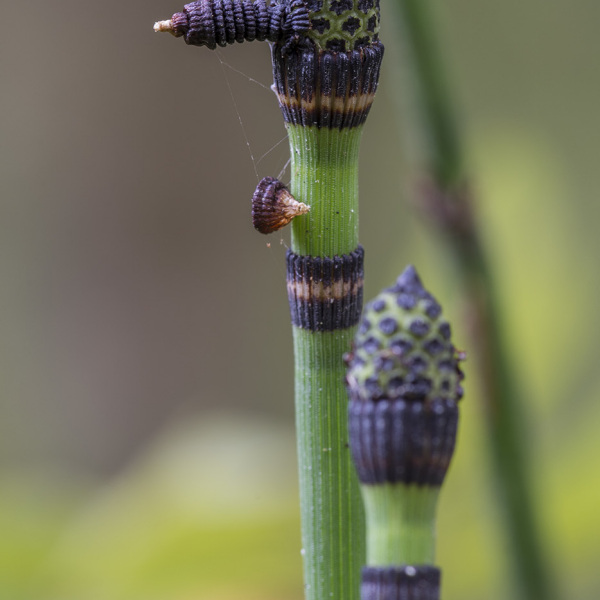 Equisetum hyemale