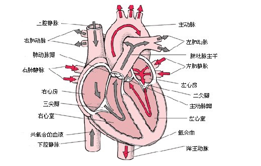 心血管