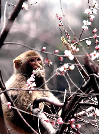 焦作太行山獼猴國家級自然保護區