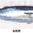 扁花鰹 扁花鰹