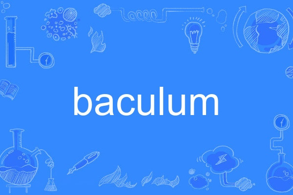 baculum baculum