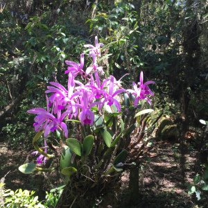 Cattleya intermedia Cattleya intermedia