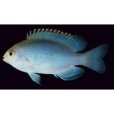 斯氏雀鯛魚 斯氏雀鯛魚