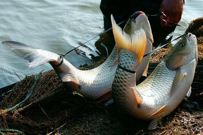 長絲弓魚 長絲弓魚