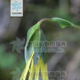 木里垂頭菊 木里垂頭菊