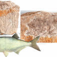 月目魚(金目魚) 月目魚(金目魚)