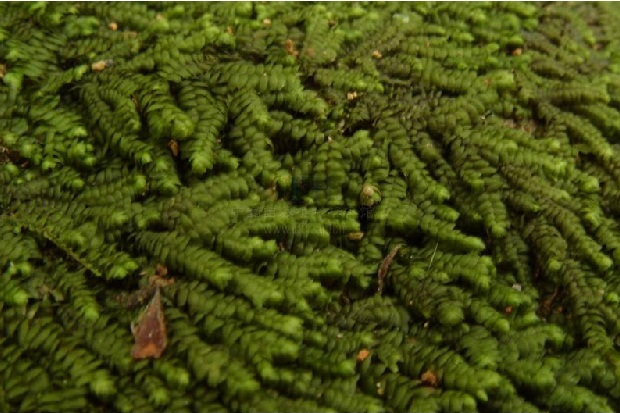 甲殼苔科 甲殼苔科
