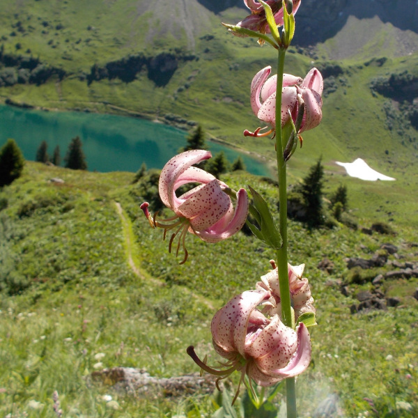 Lilium martagon